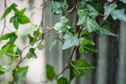 IVY HEDERA Sydney's Plant Market